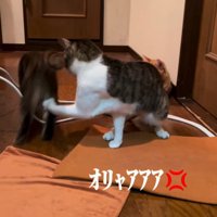 子猫のおしりを叩く成猫