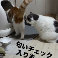 ニオイチェックする猫