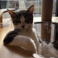 キャットタワーにいる猫