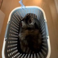 洗濯カゴの中にすっぽり収まる猫