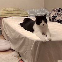 腹ばいになる猫