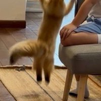 ジャンプする子猫の後ろ姿