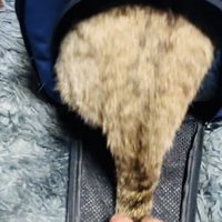 猫用キャリーに入っていくキジトラ猫