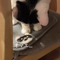 フェルトワッペンを見ている猫