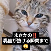 正面を向いて口を閉じている猫