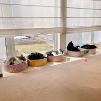 窓際に並ぶ猫たち