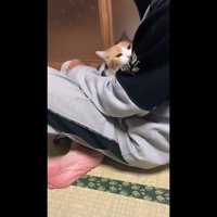 膝の上