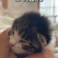 手の中に収まる赤ちゃん猫