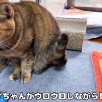 テロップ「側ではリサちゃんが～」
