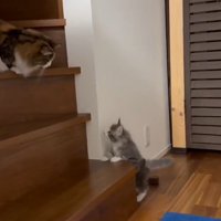 階段の上と下で見つめ合う猫たち