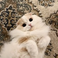 仰向けの猫