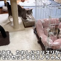 ケージの中の威嚇をする子猫と爪とぎをする大人猫