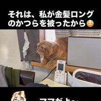 窓辺に寝そべっている猫