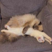 万歳する白猫と抱きかかえる猫