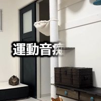 キャットタワーを見上げる猫