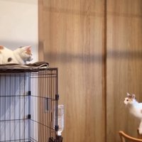 距離を見定める猫3