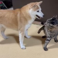バトルするももちゃんと空ちゃん