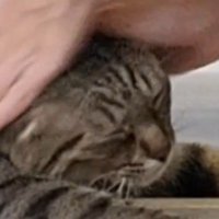 飼い主に撫でられて目を細める猫
