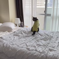 飼い主に呼ばれて振り返る猫