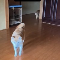 カメラに向かって歩いてくる柴犬と奥から出てきた猫