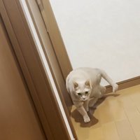 ドアの前で歩いている猫