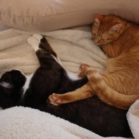 くっついて寝る2匹の猫