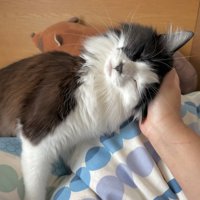 飼い主の手に頭を乗せる白黒猫