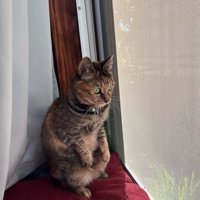 中腰の体勢で庭を見つめる猫