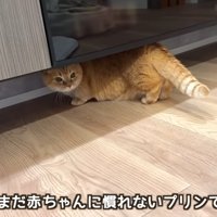 物陰に隠れる猫