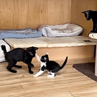 にゃんプロ中の2匹を爪とぎの上から見守る黒猫