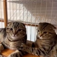 2匹の猫