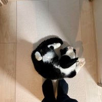 男性の足元に寝転がる猫