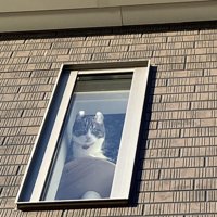窓から覗く猫
