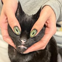 猫の目の上に親指を乗せる飼い主