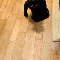 肩を怒らせて待ち構える黒猫