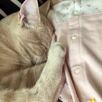 向かい合って寝る猫と赤ちゃん
