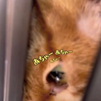 上から現れた猫