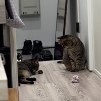 おもちゃの匂いを嗅ぐ姉キジトラ猫と見守る弟キジトラ猫