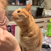 顔を近づける猫