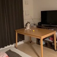 机に座る猫