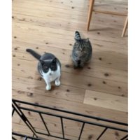 ストーブ前の猫