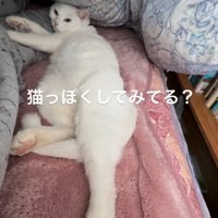 飼い主の足に頭を乗せて飼い主の方を見つめる猫