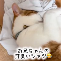 シャツに頭を擦り付ける猫