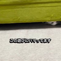 ソファの下で遊ぶ子猫