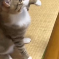 座りながら左の前足を持ち上げる猫