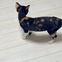 足を動かしながら前へ進む赤ちゃん猫たち