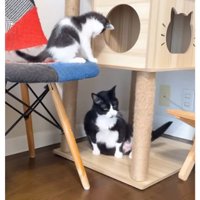室内にいる猫たち