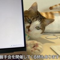 パソコンの後ろからのぞく猫