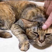 お腹をつけて寝るキジトラ