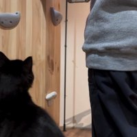 作業の真下をウロウロする子猫2